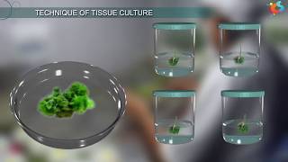 Tissue Culture [upl. by Eirrotal250]