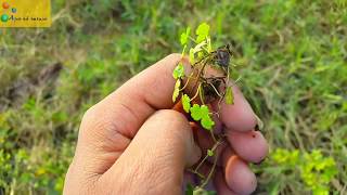 Carpet plant species from india7 types of carpet plant found Aqua adventure [upl. by Sterling]