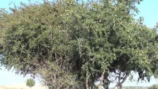 Марокко Как делают аргановое масло или масло арганы ARGAN OIL MOROCCO [upl. by Schiff]