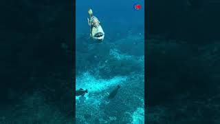 OhTriggerfish Attack 🐟🔥 A Rare Underwater Showdown triggerfish underwatermagic fishattack [upl. by Winterbottom]