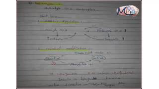 3 Regulation Of Lipogenesis amp Lipolysis [upl. by Colman]