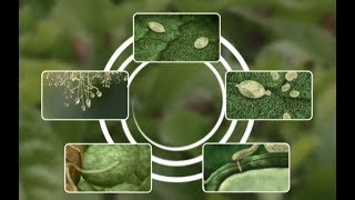 See how Potato Late Blight develops [upl. by Ateekal]