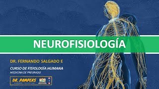 II LA NEURONA neurotransmisores acetilcolina y aminoácidos [upl. by Sanoy]