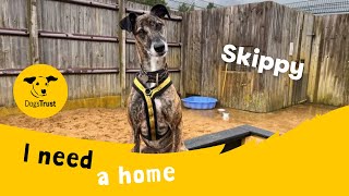 Skippy the lovely Lurcher  Dogs Trust Salisbury [upl. by Theodore]