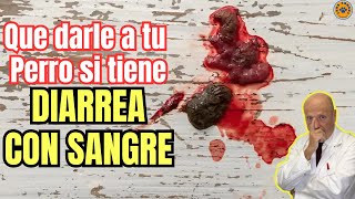 🆘 MI PERRO TIENE DIARREA CON SANGRE ¿QUE LE PUEDO DAR 🆘 [upl. by Nimajaneb]