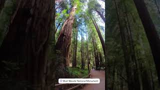 Experience the captivating beauty of the Redwood Trees  Muir Woods National Park muirwoods [upl. by Anilasor]