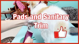 ✂️ How to trim my dog’s pads and sanitary area DIY✂️ [upl. by Doria169]