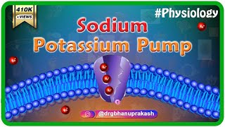 SodiumPotassium Pump How and Why [upl. by Edan191]