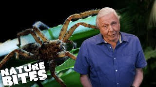 Stick Insect VS Deadly Huntsman Spider  David Attenboroughs Micro Monsters  Nature Bites [upl. by Abbe566]