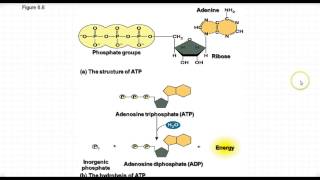 AP Biology  Energy Reactions amp ATP [upl. by Ierbua]