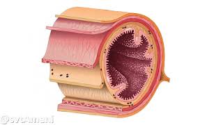 Labsorption intestinale [upl. by Lancaster]