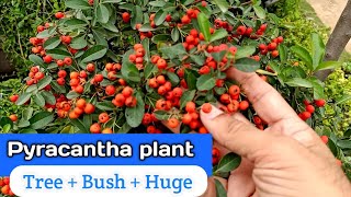 How to grow Pyracantha plant  Beautiful Victory Pyracantha plant  Urdu Hindi [upl. by Trebo]