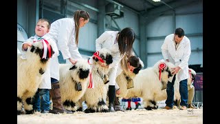 Valais Blacknose Show at Carlisle 900 am on Saturday 19th August 2023 [upl. by Porta]