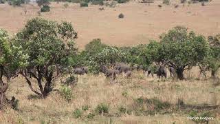 Tanzania  Safari  Serengeti National Park Day 8 [upl. by Clark]