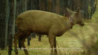 El huemul  Una especie paraguas ðŸ¦Œ [upl. by Ike]