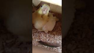 Lovebirds Foster Cockatiel Chick🐣 lovebird cockatiel birds [upl. by Donaldson]