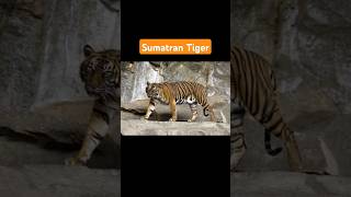 Sumatran Tiger shorts animals wildlife [upl. by Otilesoj266]