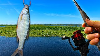 HUGE Livebait Fishing for GIANTS in a Stick Marsh [upl. by Ecirehc]