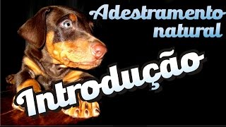 Curso grátis de adestramento  Introdução [upl. by Joktan599]