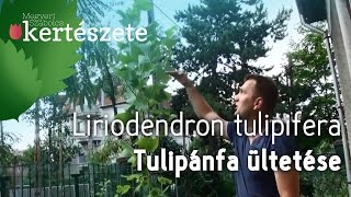 Tulipánfa ültetése  Liriodendron tulipifera  Megyeri Szabolcs Kertészet Nyúl [upl. by Lana]