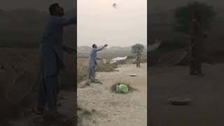 Lambi Ka Sir Gar Muqabla like pigeon subscribe [upl. by Schaffel]