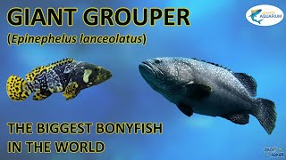 Giant Grouper The biggest bonyfish which can eats a shark [upl. by Aetnahc]