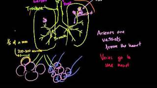 The Lungs and Pulmonary System in Bangla [upl. by Laehctim367]