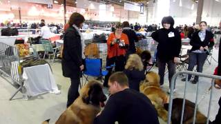 Ambiance Exposition canine Metz 6 11 2010 [upl. by Cioffred]