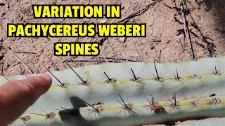 Variation in Pachycereus weberi spines [upl. by Silloc]