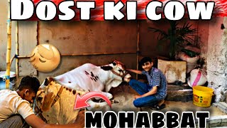 Dost ko cow sa mohabbat 🥰Dost ki cow A gae 😊Mandi loot li 😱 [upl. by Livvyy298]