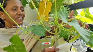 Long Bottle Gourd Plant🔥Cucuzza Squash✨लौकी का पौधा कैसे लगाएं🌱हार्वेस्टिंग ashasgardenstory [upl. by Ylirama]