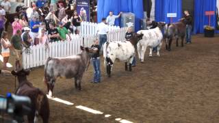 Sure Champ 2013 Shorthorn Junior National Sr Showmanship [upl. by Esmerolda]