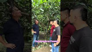 Endoterapia de aguacate en Panamá con el ingeniero aguacaterosdecolombia [upl. by Gratianna]