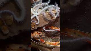 Langoustine  Nephrops norvegicus shorts [upl. by Seigel]