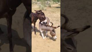 gadha success successtips funnyanimal funnyvideo [upl. by Oramlub]