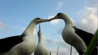 Laysan Albatross Dancing Midway Atoll [upl. by Profant913]