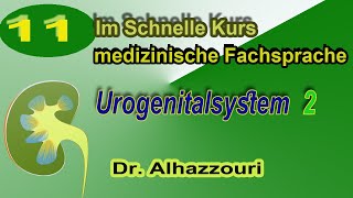 Urogenitalsystem 2  medizinische Fachsprache  Fachbegriffe مصطلحات طبية ألمانية [upl. by Ynohtnaeoj]