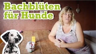 Hundeapotheke Teil 3 Hund mit Bachblüten natürlich gegen Stress und Ängste helfen [upl. by Ellezaj]