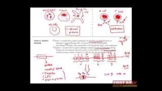 First Aid for the USMLE Step 1 IMMUNOLOGY  01  Overview of the immune system [upl. by Coulter]