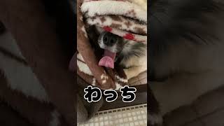 ここちゃんの巣ごもり チワワ大好き 癒し 可愛い チワワちゃん 愛犬 チワワと暮らす cute チワワ チワワラブ [upl. by Iliram]