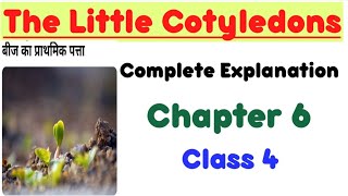 The Little Cotyledons ।। chapter 6 ।। Class 4 ।। complete explanation [upl. by Dewitt847]