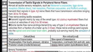 Physiology of sensory system 4 [upl. by Ondrea]