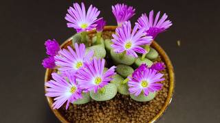 Conophytum flowering again and again  Time Lapse [upl. by Carina738]