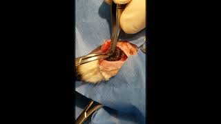 This is the BIGGEST CUTEREBRA you will ever see removed in your life  Cuterebra Removal from Rabbit [upl. by Fahey832]