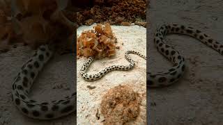 Snake Eel Approaches Diver viral marinelife scubadiving [upl. by Leugimsiul]