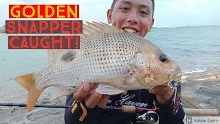 Golden Snapper Fingermark snapper caught at marina barrage [upl. by Scribner362]