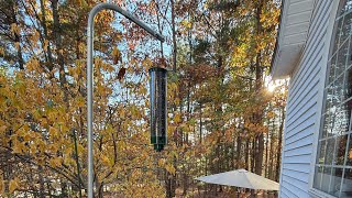 Best squirrel proof bird feeder [upl. by Notwen]