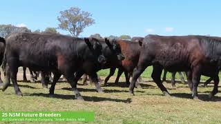 Gullendah Pastoral Company  25 Angus NSM Future Breeders [upl. by Harned]