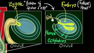 Fertilisation zygote embryo germination  How do organisms reproduce  Biology  Khan Academy [upl. by Reis]