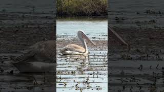 Walking together Skadar Lake Montenegro pelican natere montenegro travel shortvideo пеликан [upl. by Paine]